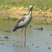 Asian Openbill